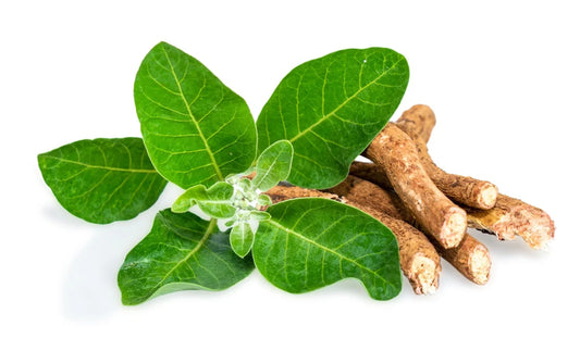 Ashwagandha: The Ancient Herb for Modern Wellness